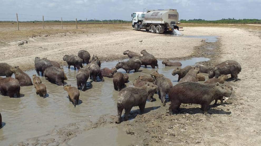 Climas extremos están afectando a chiguiros y monos aulladores en Colombia