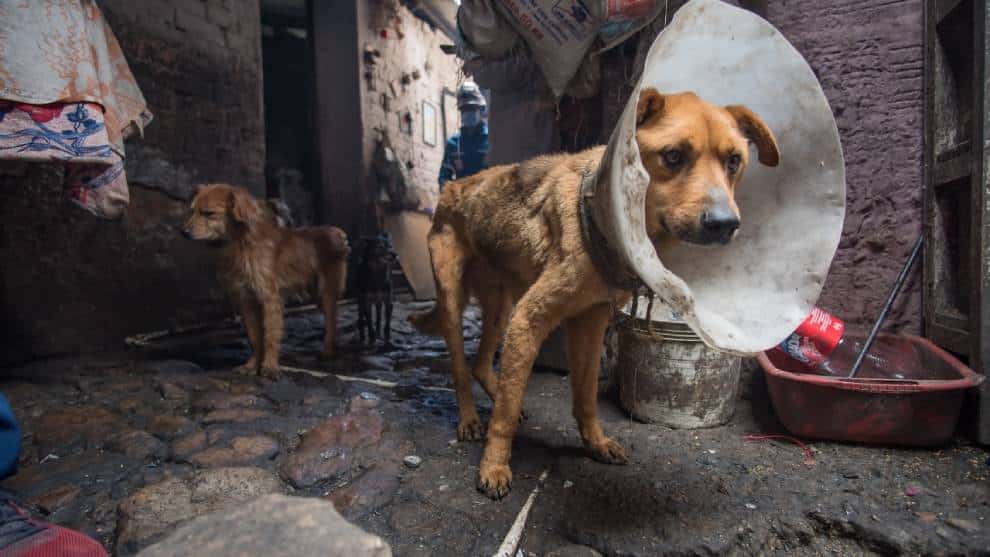 #NoEstánSolos: salvan 23 animales confinados y deshidratados en una casa