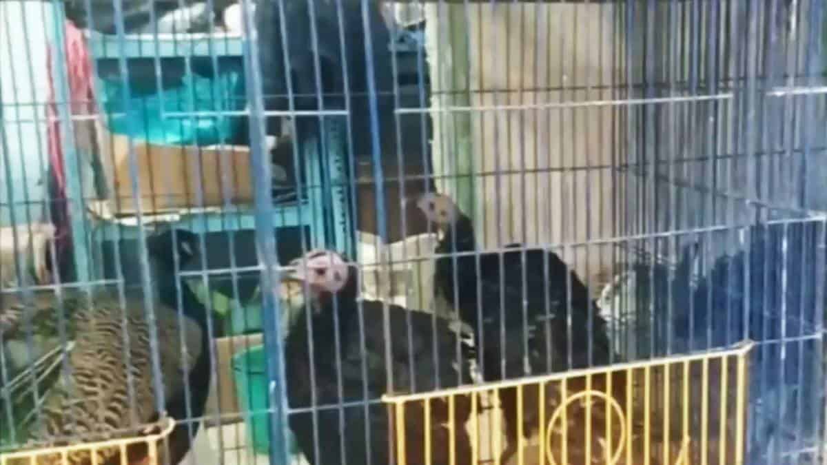 Prohíben la venta de animales vivos en plazas de mercado de Bogotá