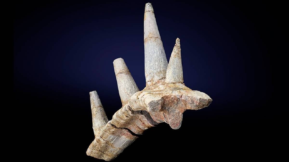 Fósil de anquilosaurio fue hallado en Marruecos