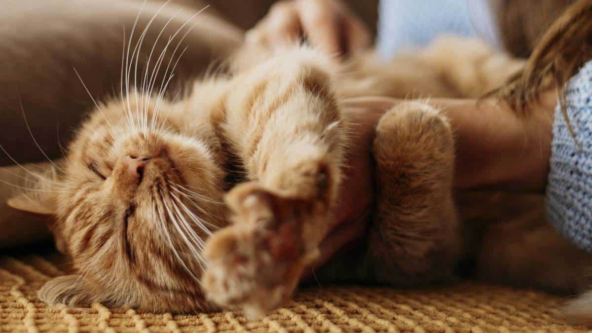 Crean app que traduce los maullidos de los mininos