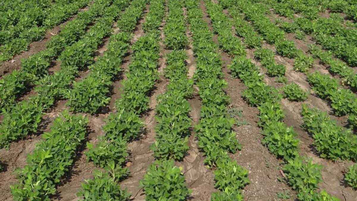 Gobierno elimina aranceles por un año a 39 insumos agropecuarios