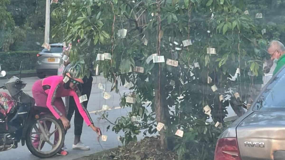 Un árbol lleno de billetes detuvo el tráfico en Cali