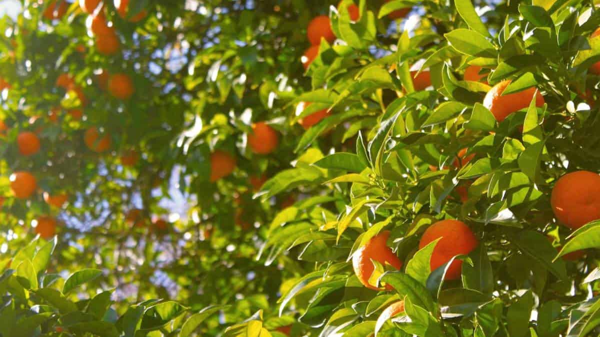 Cómo cultivar mandarinas en macetas dentro de la casa