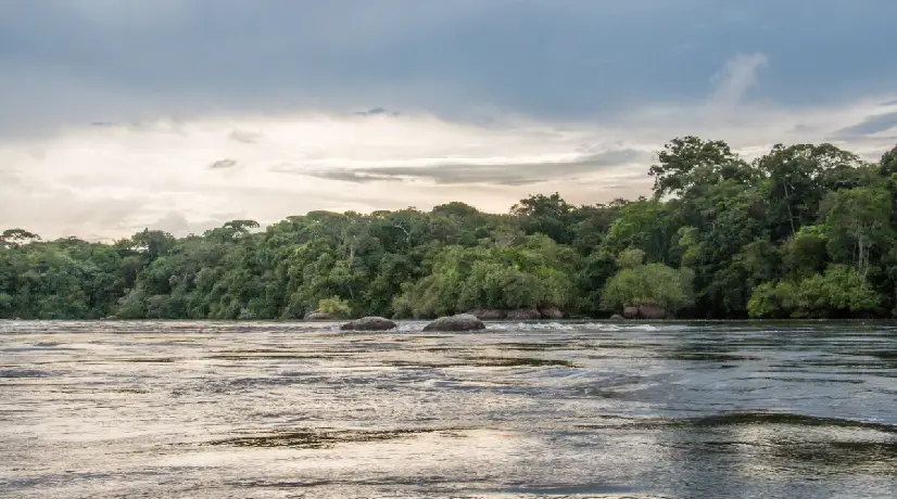 Foto: Cortesía Aumentará siembre de árboles en Amazonía