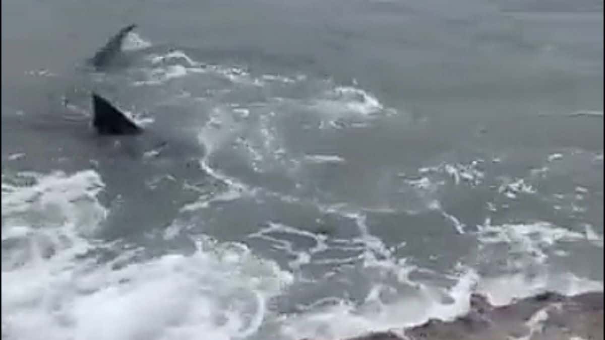 Hombre usa a un perro para atraer tiburones