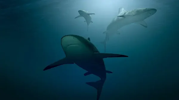 Nuevo ataque de tiburón cobró la vida de un adolescente en una playa de Australia