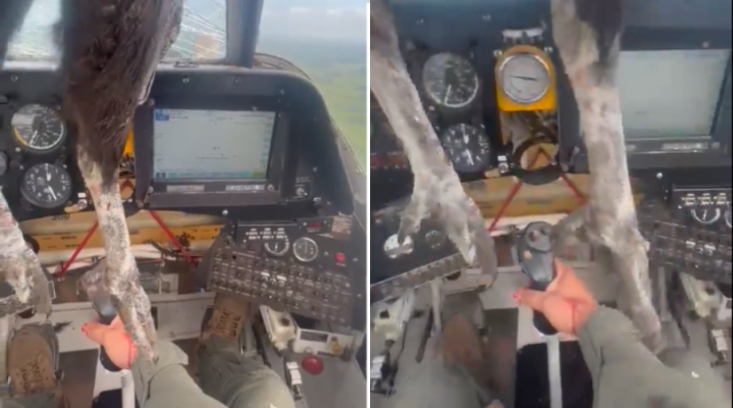 Ave golpeó cabina de un avión en vuelo y piloto grabó