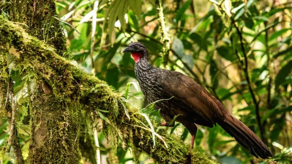 Colombia, el paraíso de la biodiversidad, es el anfitrión del Día Mundial del Medio Ambiente