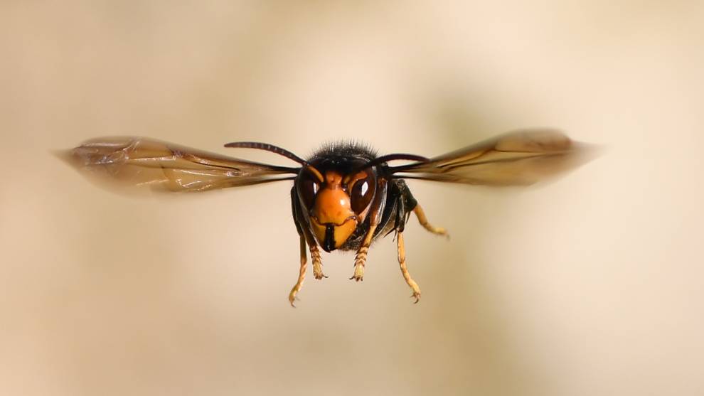 ¿El 'avispón asesino' podría instalarse en Colombia?
