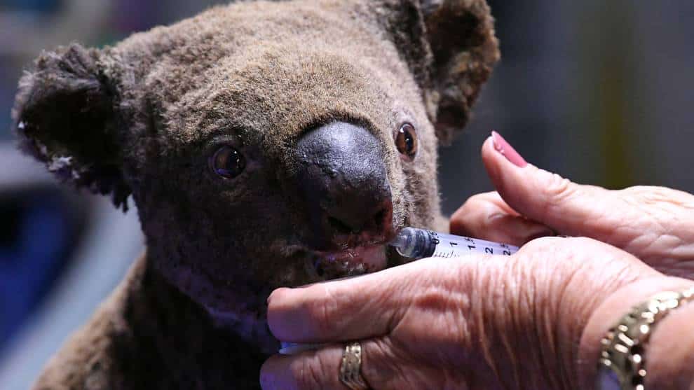 Voluntarios se unen para tejer protectores a koalas y canguros afectados por incendios