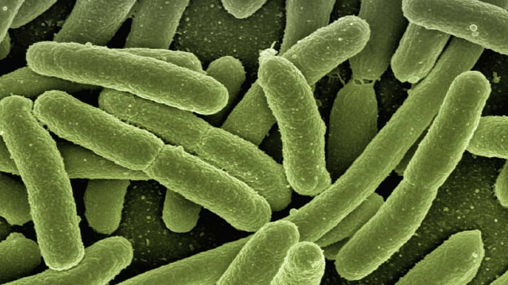 Algunas bacterias del aparato digestivos son benignas