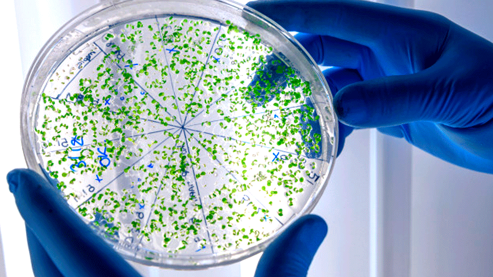 Preocupación por fenómeno mundial considerado igual de peligroso a una pandemia