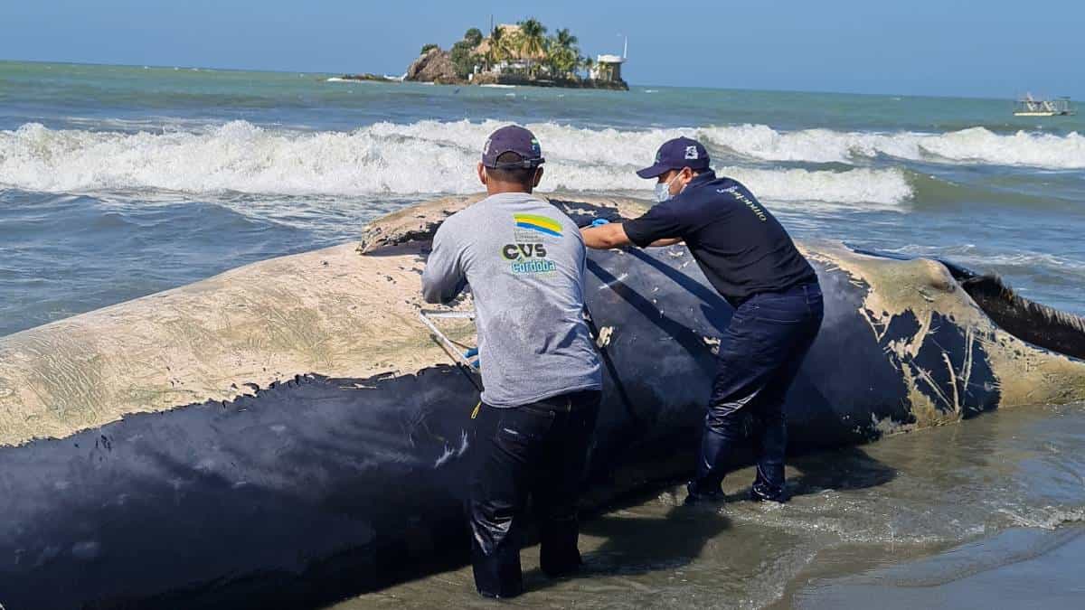 Ballena muerta fue hallada en playas de San Bernardo, Córdoba
