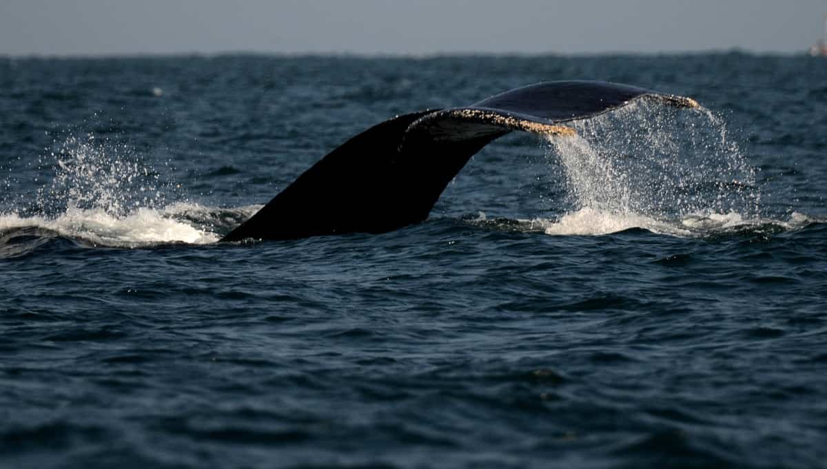 Ballena en Perú