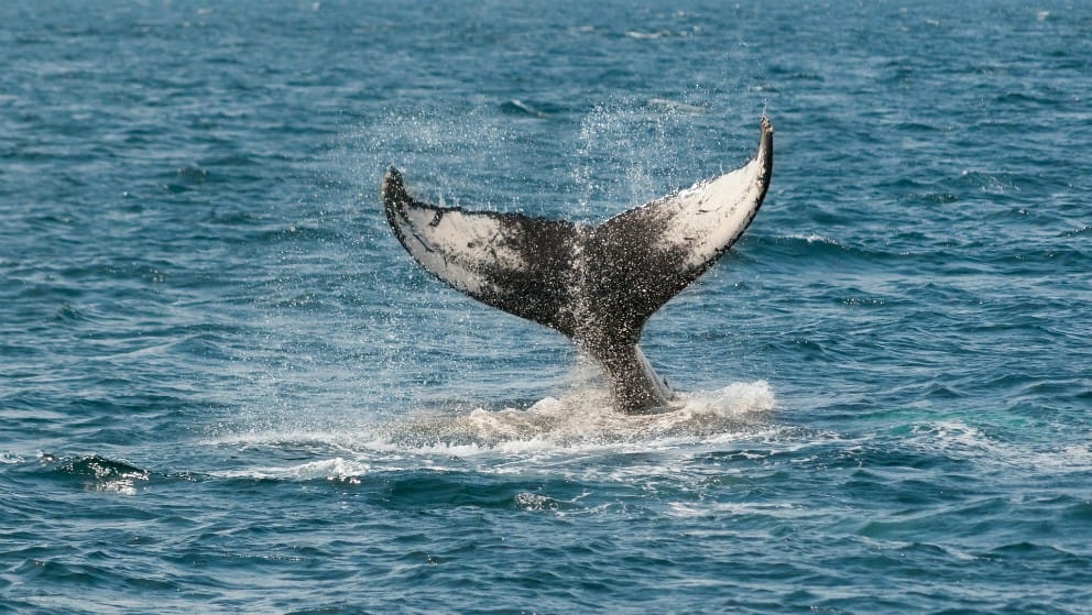 Basura marina provocó la muerte de una ballena en el pacífico
