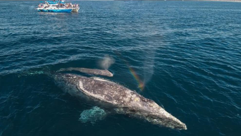Ballena gris