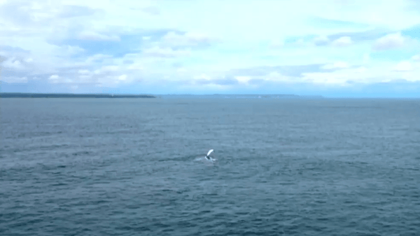 Avistamiento de ballenas, un orgullo para el Pacífico colombiano
