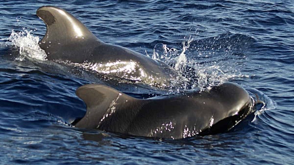 Cerca de 30 ballenas murieron luego de quedar atascadas en una playa con poca profundidad