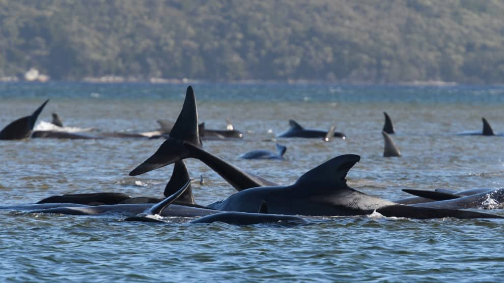 Ballenas en Australia
