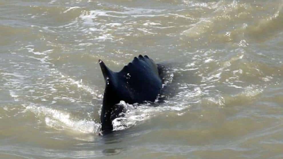 Ballenas jorobadas llegaron por error a un río infestado de cocodrilos en Australia