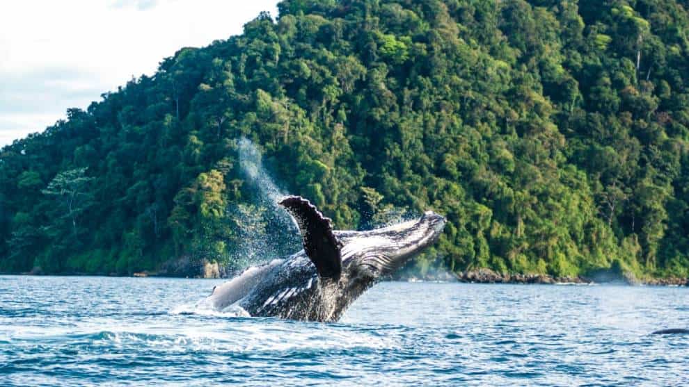 Ballenas jorobadas ya están de visita en Parques Naturales del Pacífico colombiano
