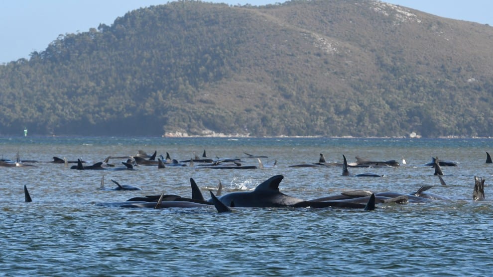 Ballenas varadas en Australia