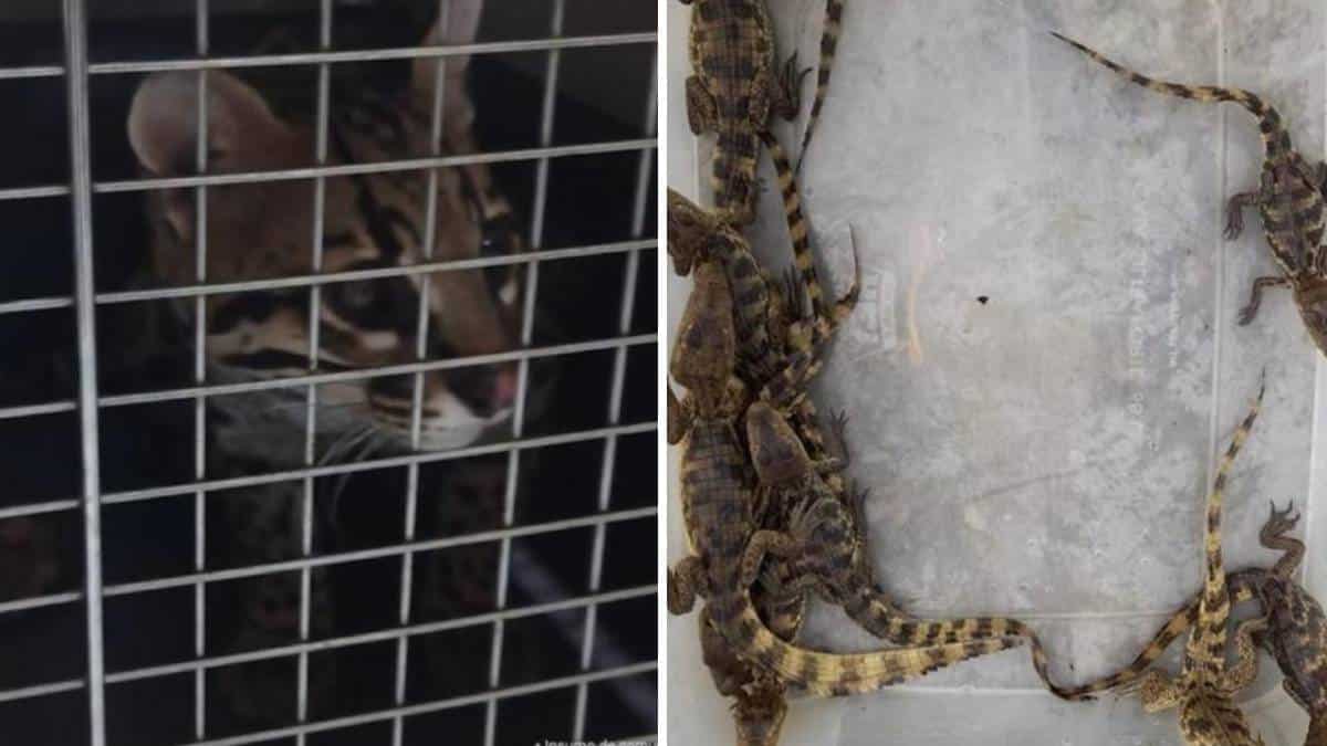 Capturan a 21 integrantes de banda de tráfico de animales silvestres