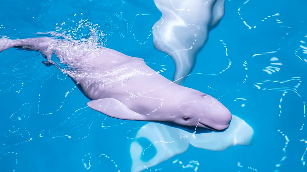 Nacimiento de beluga en el Shedd Aquarium