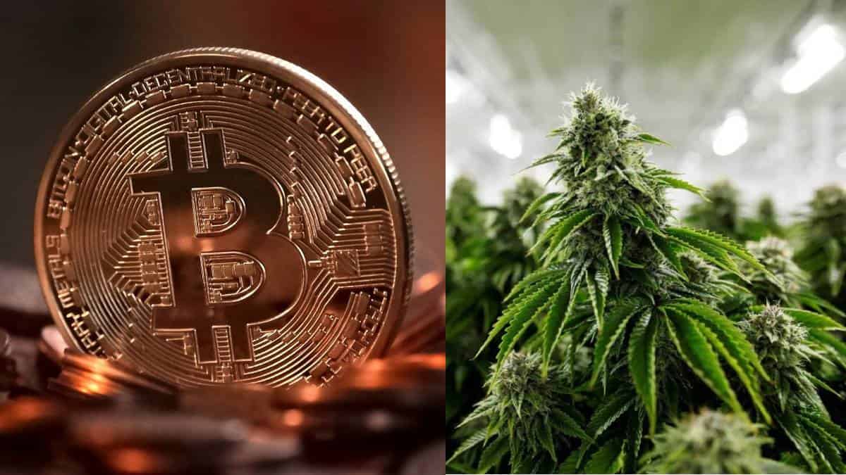 Foto: pixabay Bitcoin - Cannabis