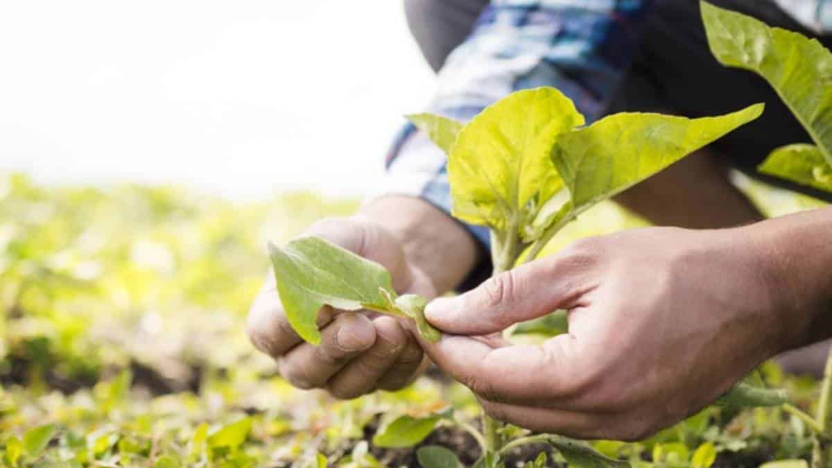 Banco Mundial pide repensar el sector agropecuario en pro de la economía y medio ambiente