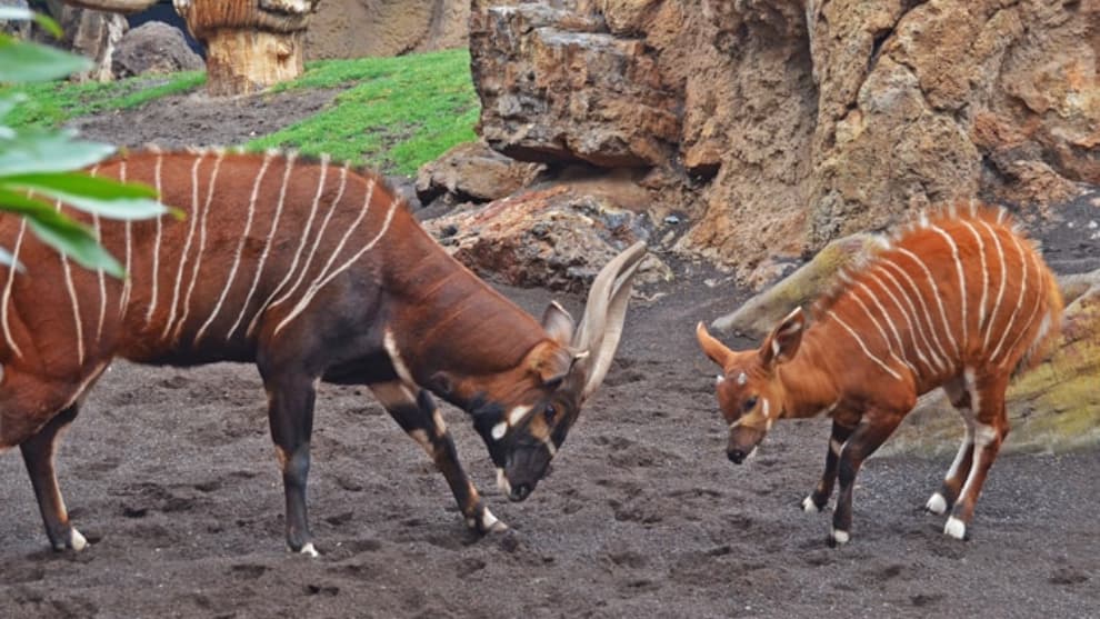 Una luz para su especie, nace bongo oriental en zoológico de España