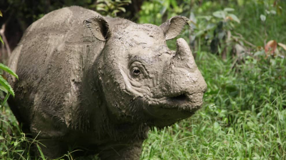 Murió el último rinoceronte de Sumatra que quedaba en Malasia