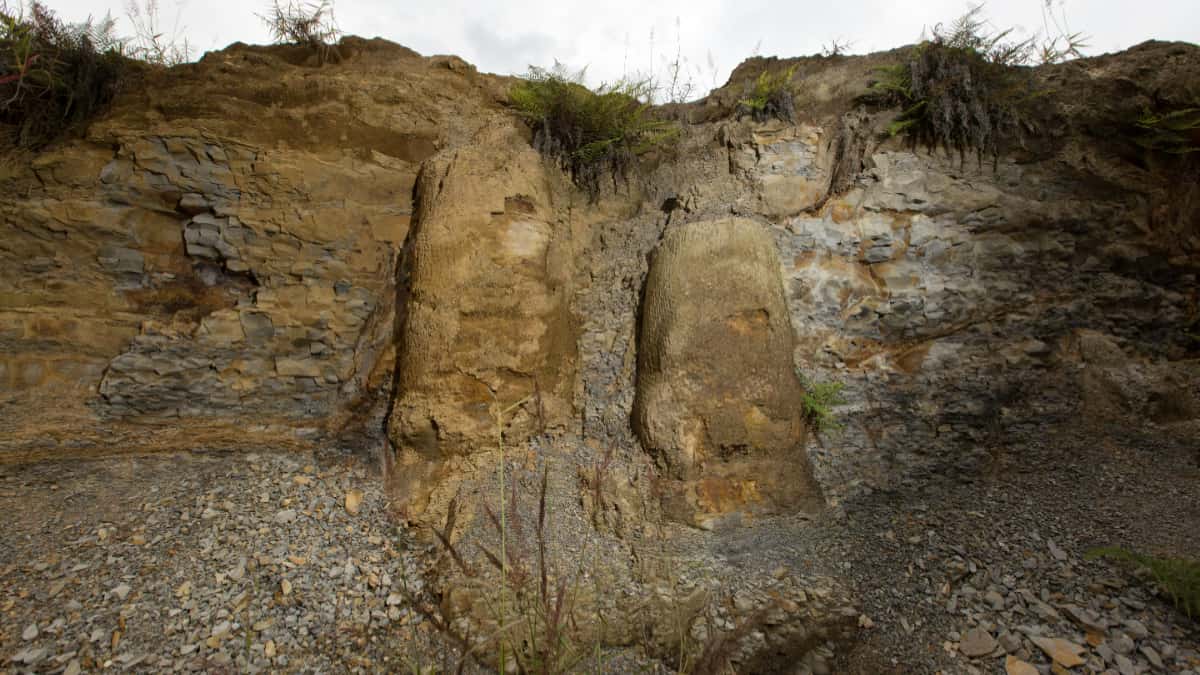 Vista de los fósiles encontrados dentro de las rocas del bosque.
