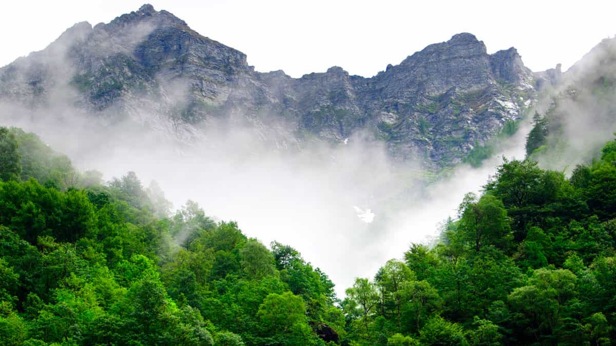 Pérdida de bosques tropicales