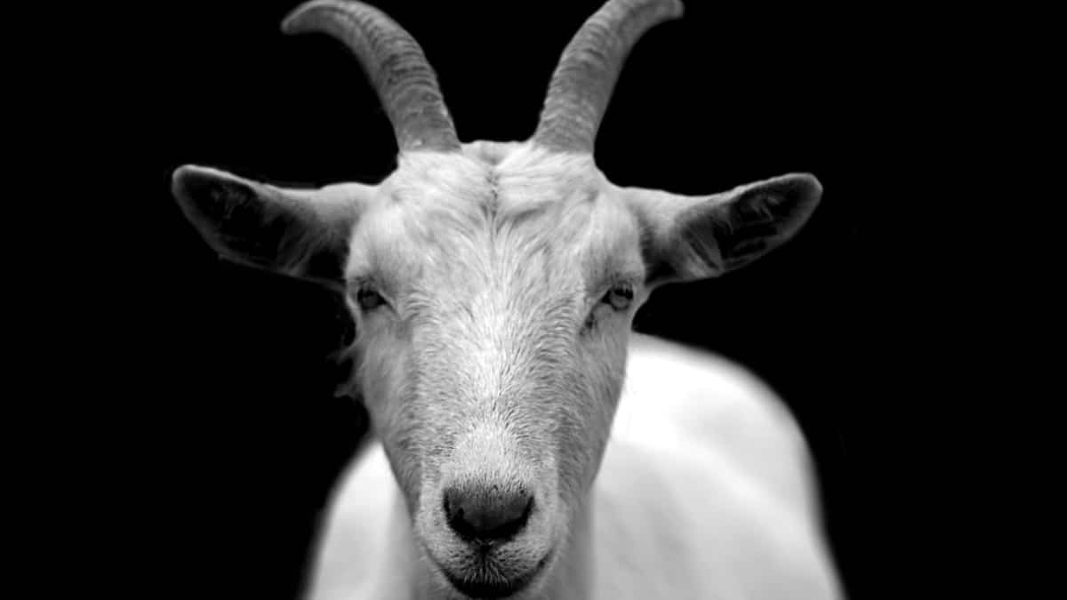 Granja londinense usa cabras para reciclar