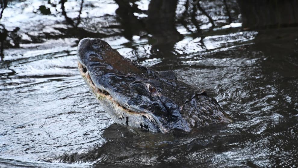 Foto: AFP/ Evaristo SA Así es el proyecto para liberar caimanes amenazados a su hábitat natural