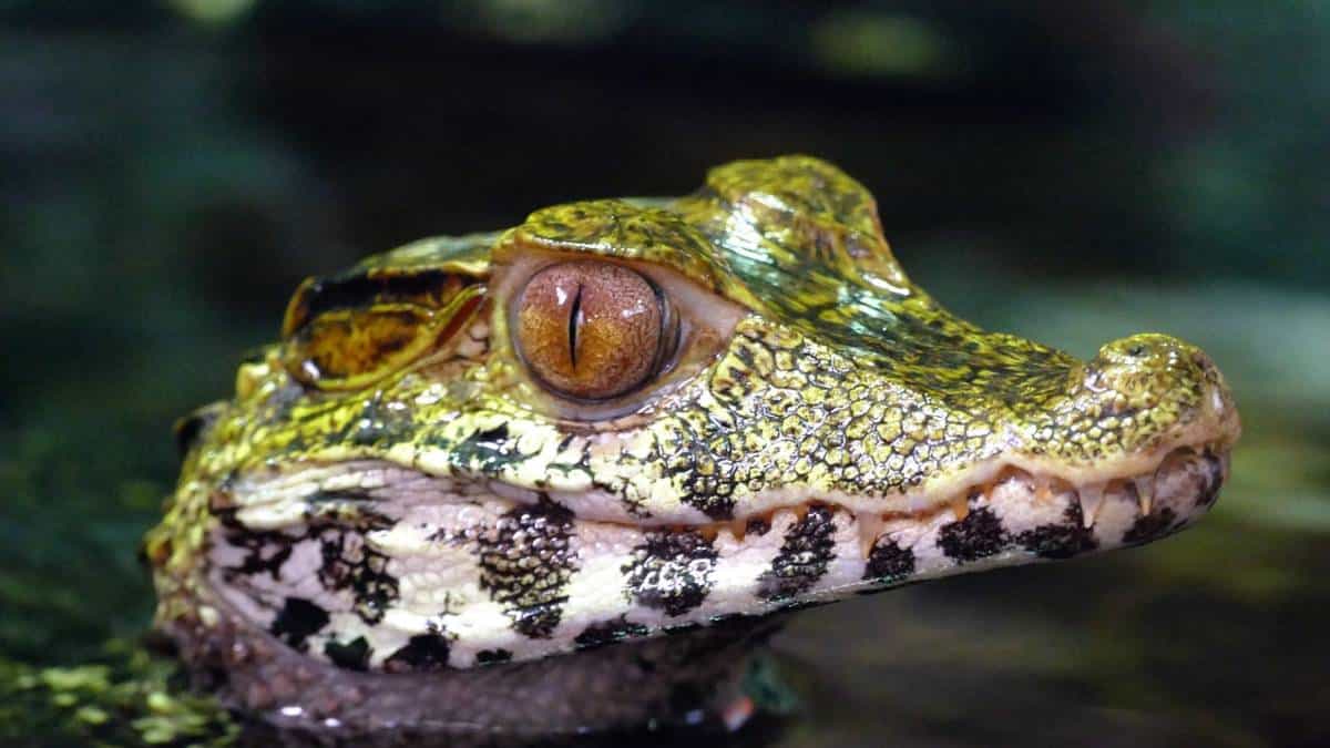 El pequeño caimán ya está en su hábitad