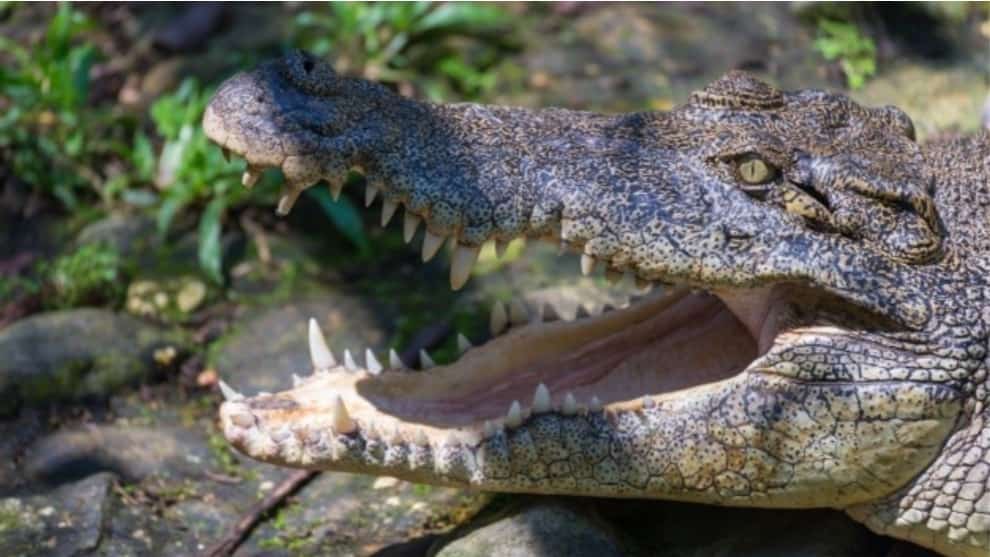 Detienen a dos hombres por tratar de emborrachar un caimán