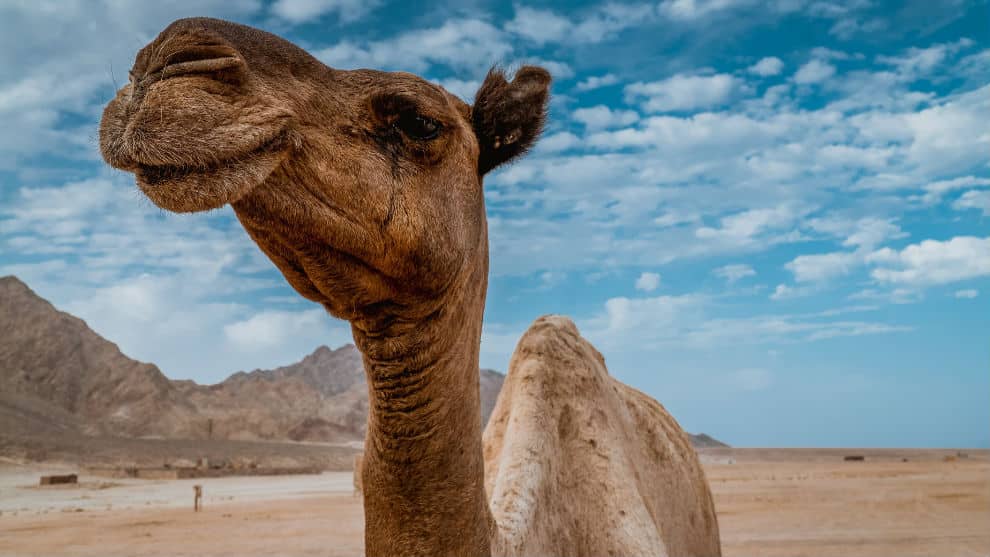 mujer muerde testiculos de camello en zoologico