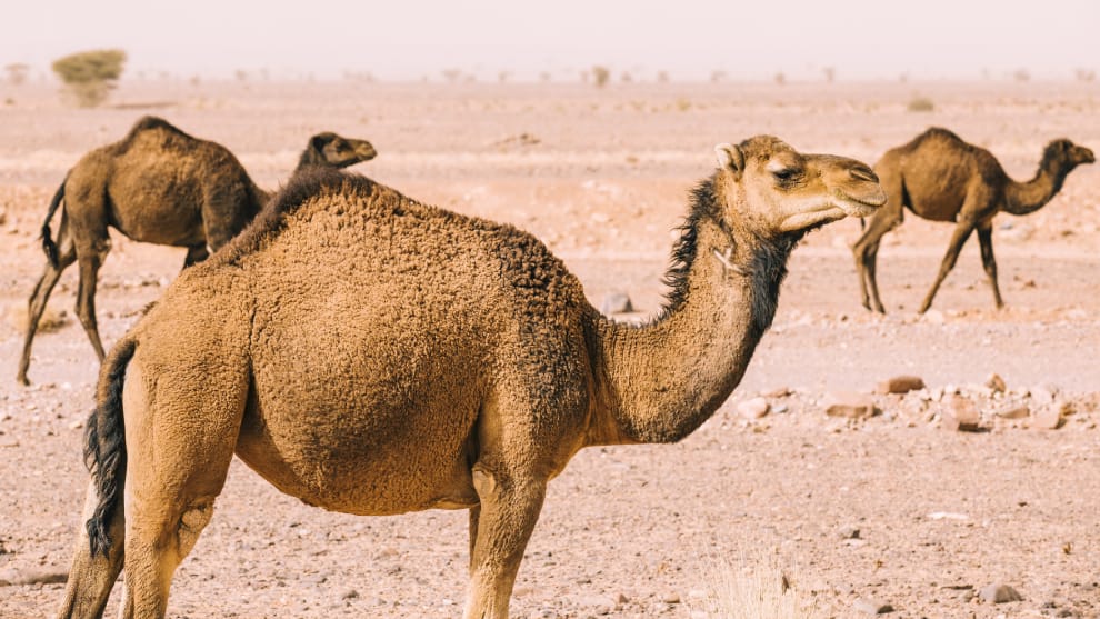 camellos australia