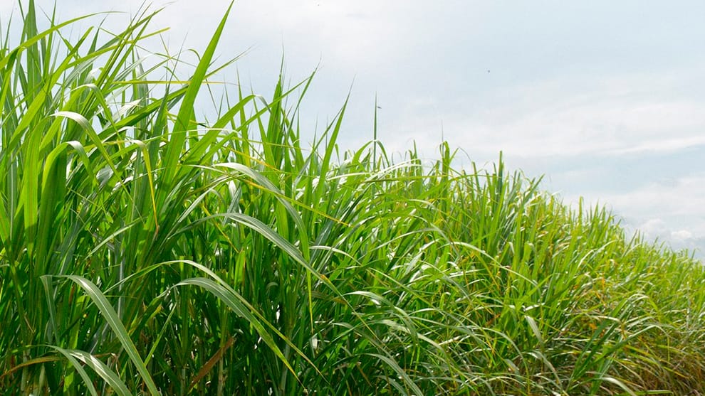 Asocaña dona 210 mil litros de alcohol para enfrentar el coronavirus