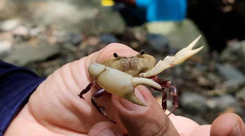 Descubren nueva especie de cangrejo en La Guajira