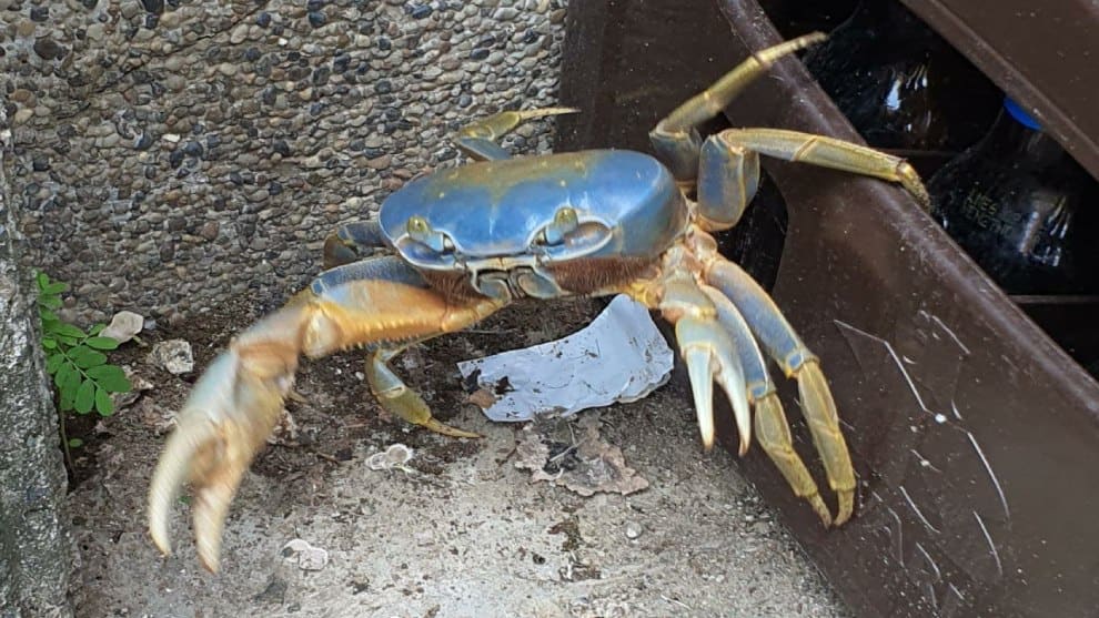 Héroes de la fauna rescatan a 183 cangrejos azules en Urabá