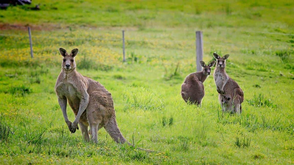 Los canguros podrían aprender a comunicarse con los humanos, según estudio