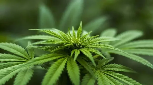Corte Constitucional ordena garantizar tratamientos con cannabis medicinal a MinSalud