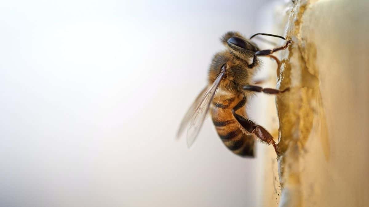 Usan colmenas robotizadas para preservar a las abejas
