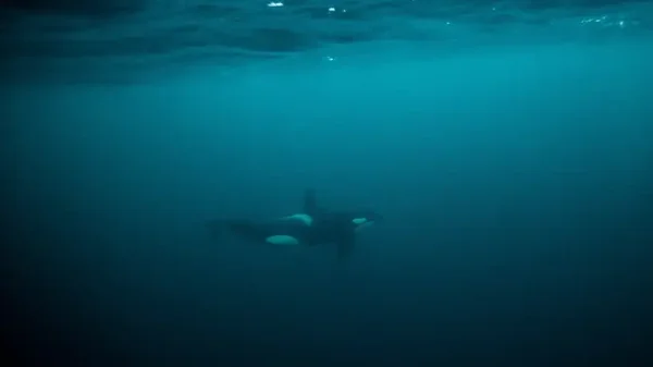 Gobierno de Islandia autorizó la reanudación de la caza de ballenas