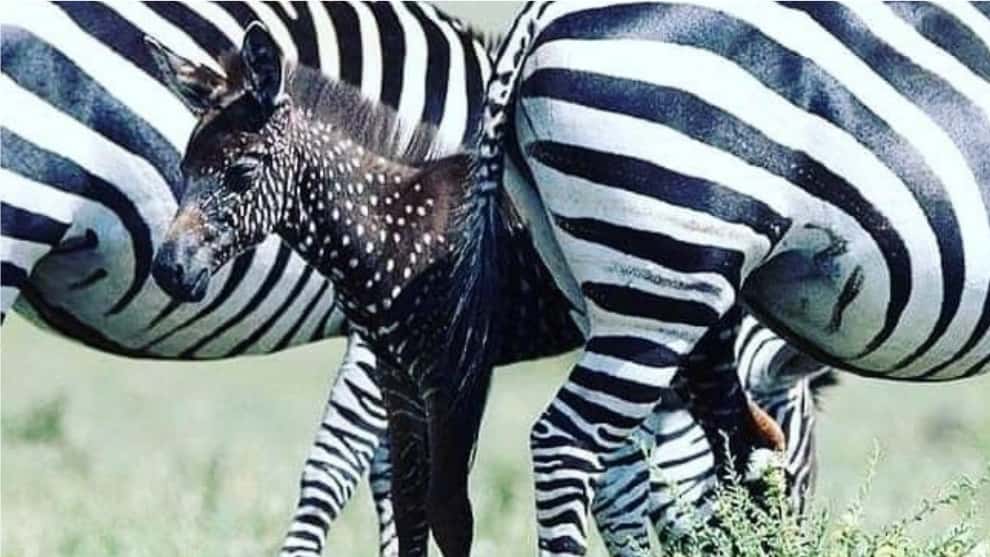 Curioso: nace una cebra que tiene puntos y no rayas