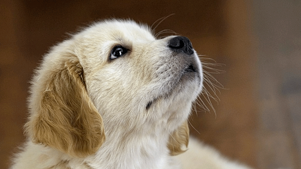 Cédula animal en Colombia